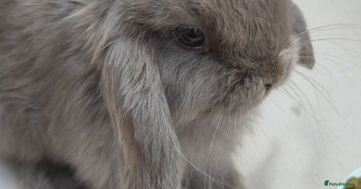 Mini Lop Rabbits For Sale In London Greater London Pets4Homes mini-lop-rabbits-for-sale-in-london-greater-london-pets4homes