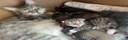 Mixed Breed cats for sale: Cross Maine coon - Advert 2