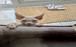 Devon Rex cats for sale: 🐾Pedigree Devon Rex Kittens- Raised with Love🐾 - Image 27