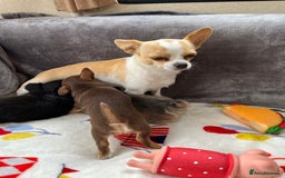 Chihuahua dogs for sale: 3 beautiful chihuahuas - Image 3
