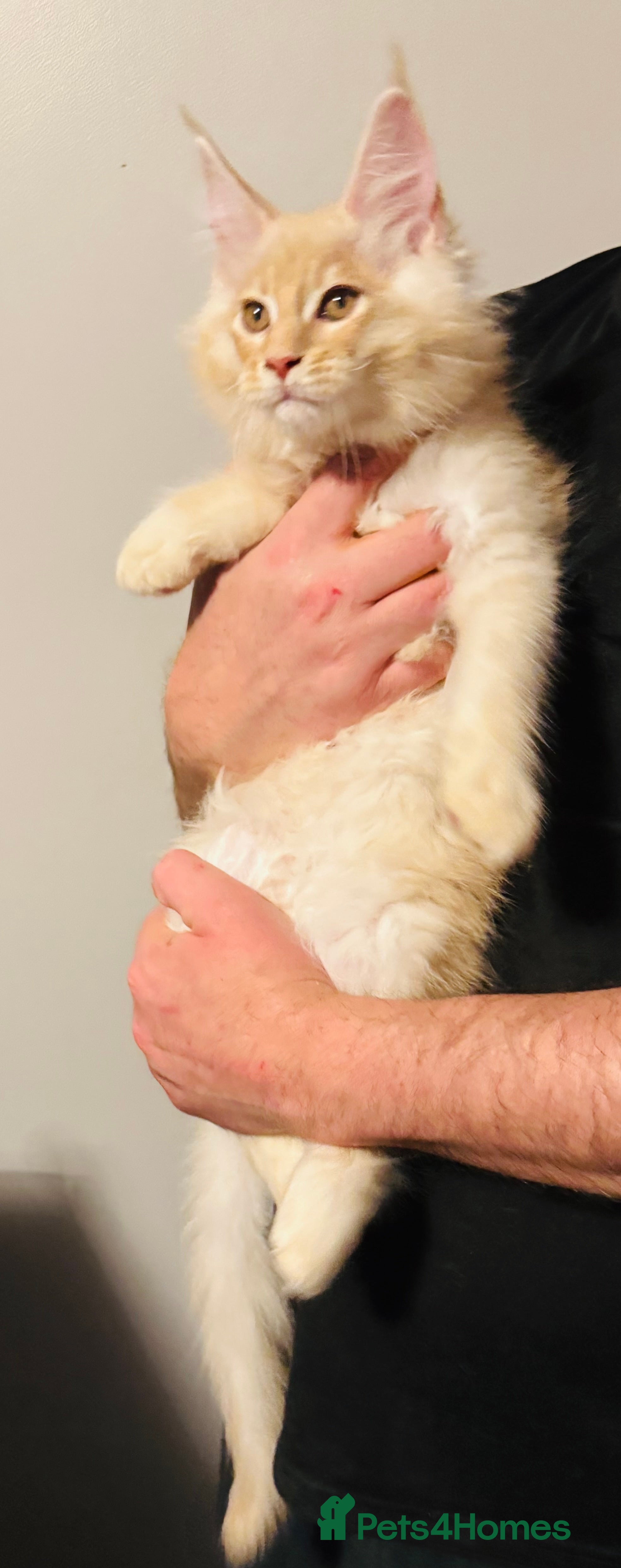 Maine Coon cats Ready to go TICA Maine Coon kittens active availab - Advert 9