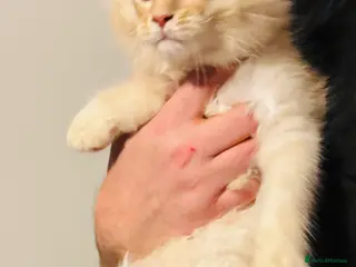 Maine Coon cats Ready to go TICA Maine Coon kittens active availab - Advert 9