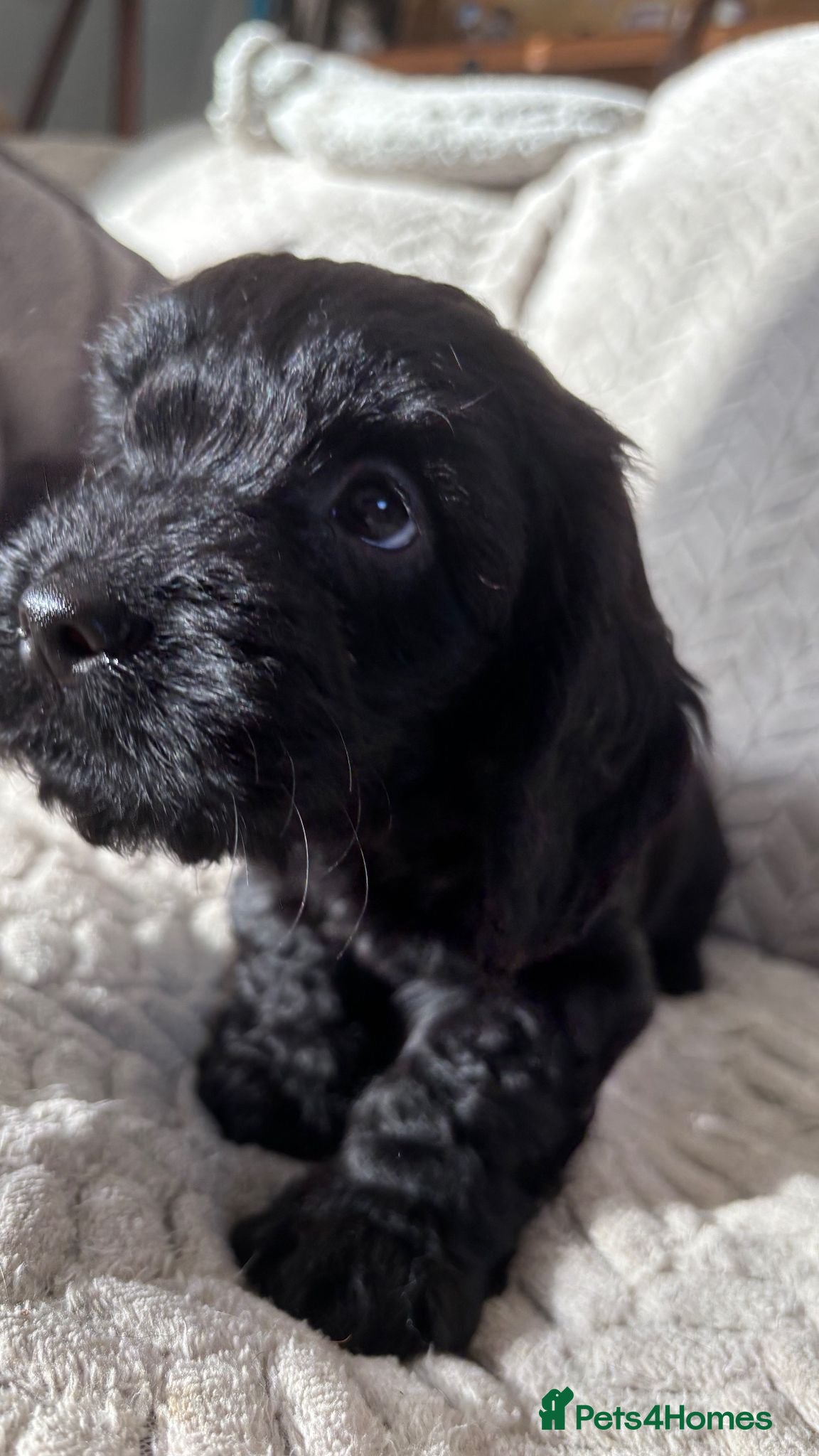 Cockapoo dogs Adorable Cockapoo puppies  - Advert 4