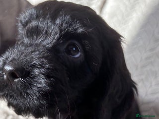 Cockapoo dogs Adorable Cockapoo puppies - Advert 8