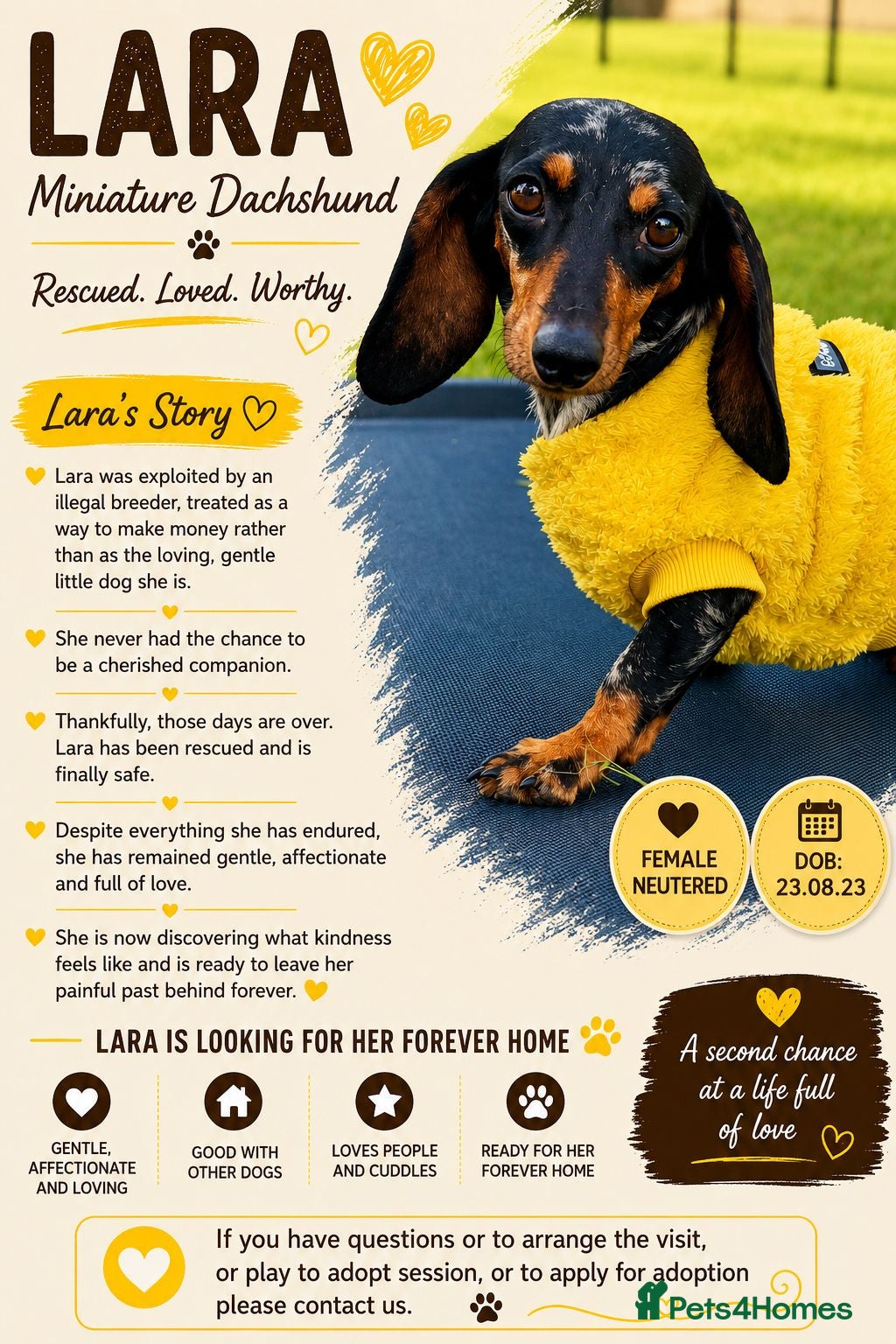 Miniature Dachshund dogs 🐾 LARA – Female Miniature Dachshund 🐾 - Advert 2