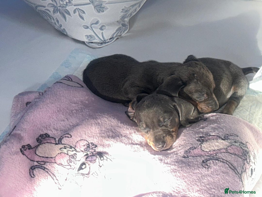 Dachshund dogs for sale: Miniature dashound - Advert 7