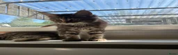 Maine Coon cats for sale: Maine coon kittens  - Advert 19