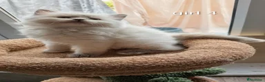Ragdoll 4
