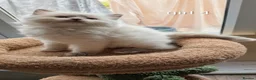 Ragdoll cats for sale: 6 beautiful pedigree kittens - Advert 8