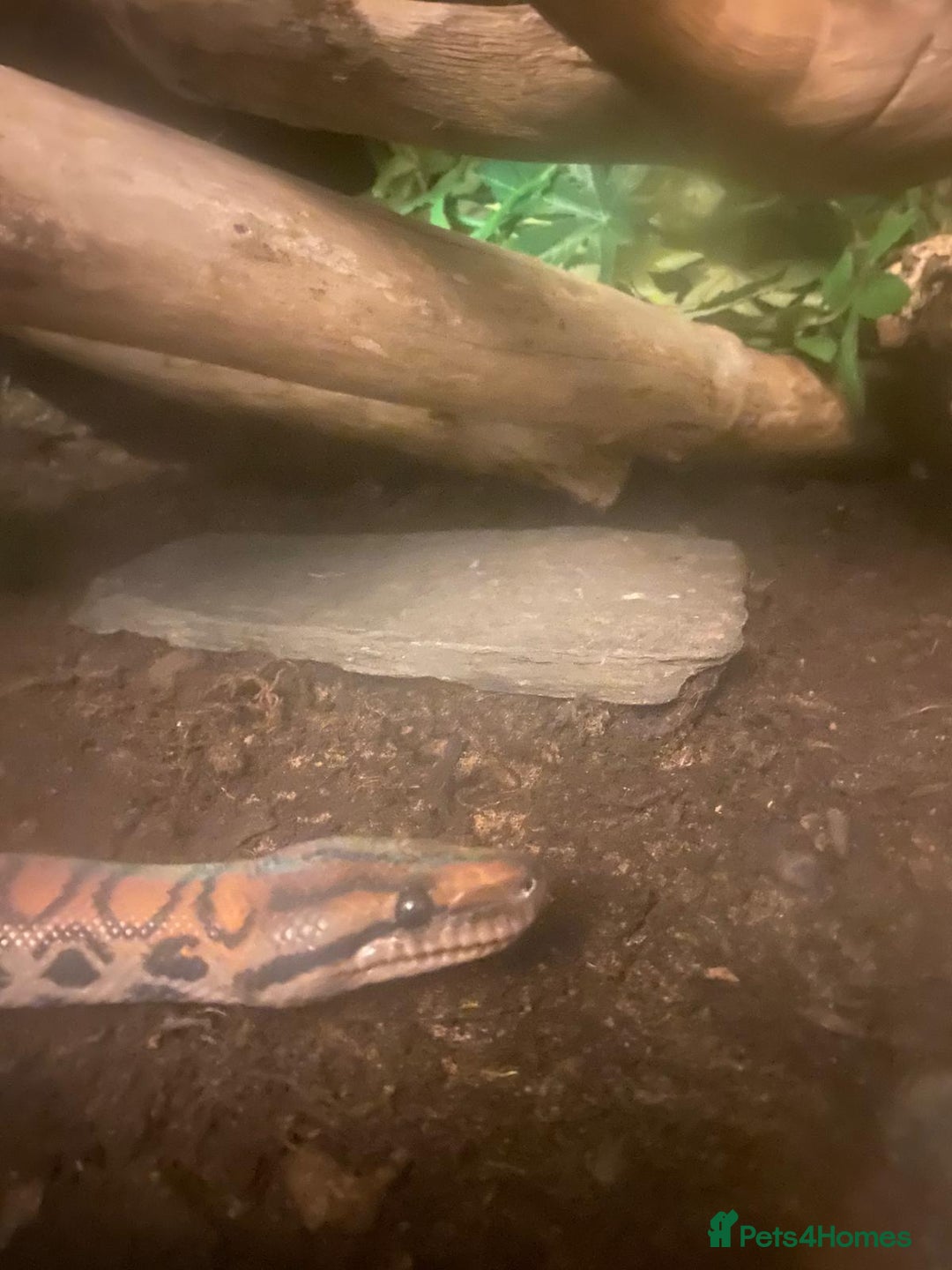 Boa Snake reptiles for sale: Brazilian Rainbow Boa - Image 4