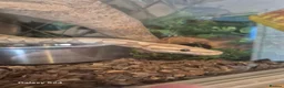 Python Snake reptiles for sale: Complete 4ft Vivexotic Stack & 4 Ball Pythons. in Chatham - Advert 7