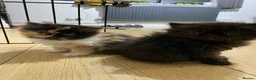 Persian cats for sale: Our beautiful litter of 3 Persian x  kittens - Advert 28