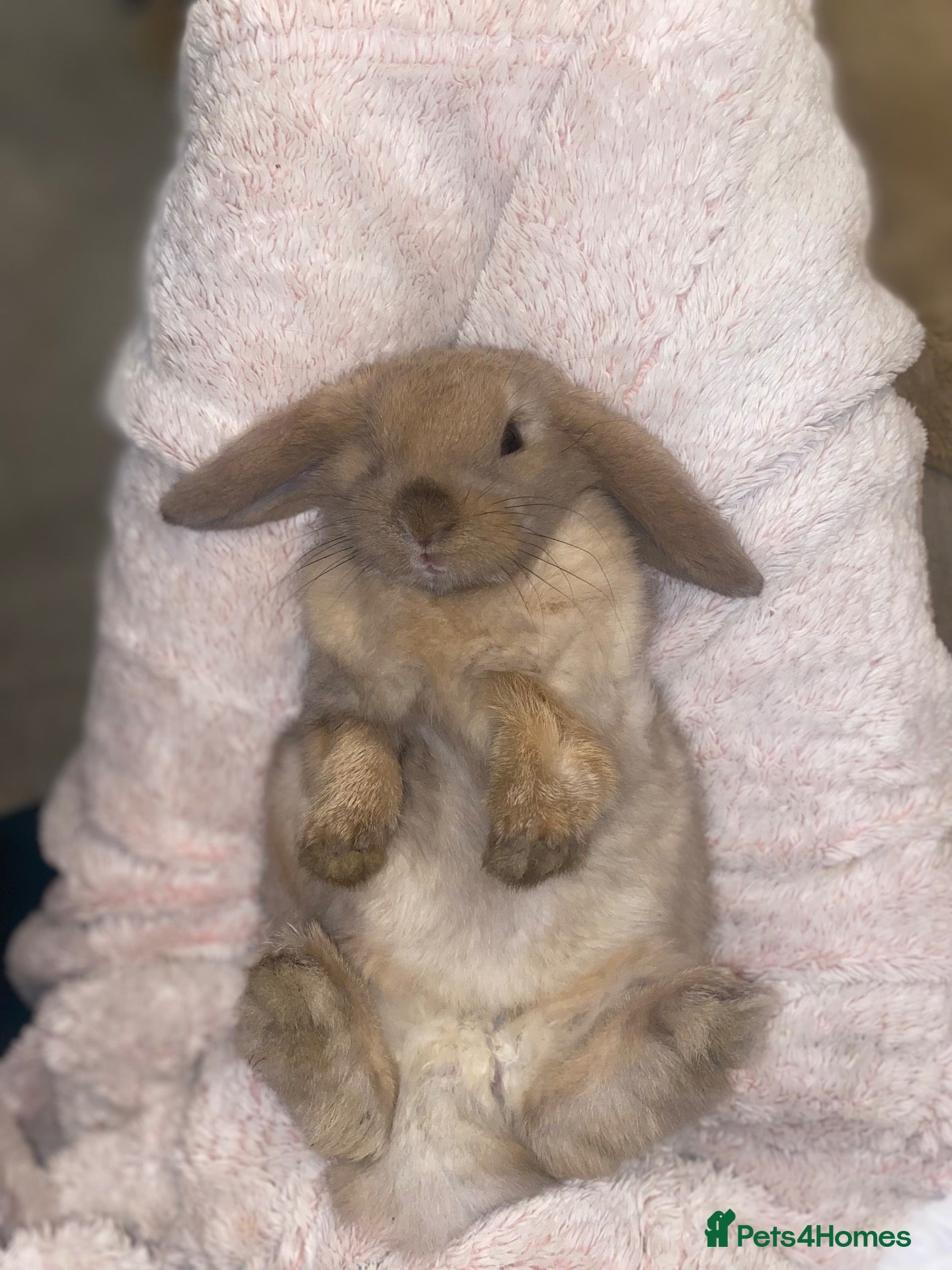 Mini Lop rabbits Beautiful Mini Lop Boy  - Advert 1