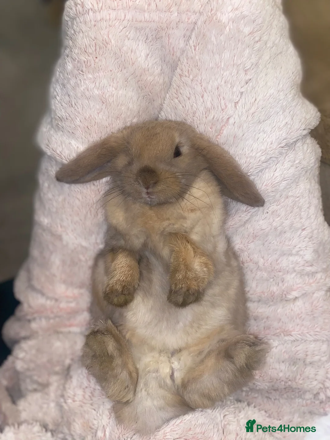 Mini Lop rabbits for sale: Beautiful Mini Lop Boy  in Redhill - Advert 1