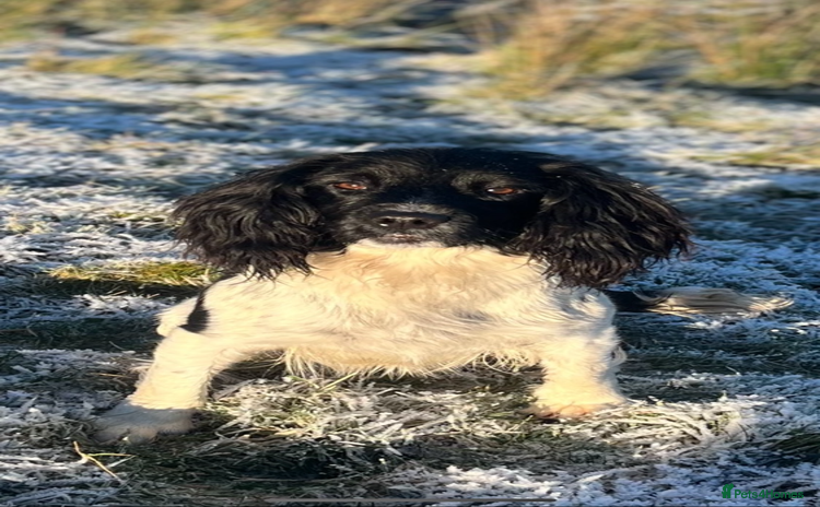 English Springer Spaniel dogs - Advert 9