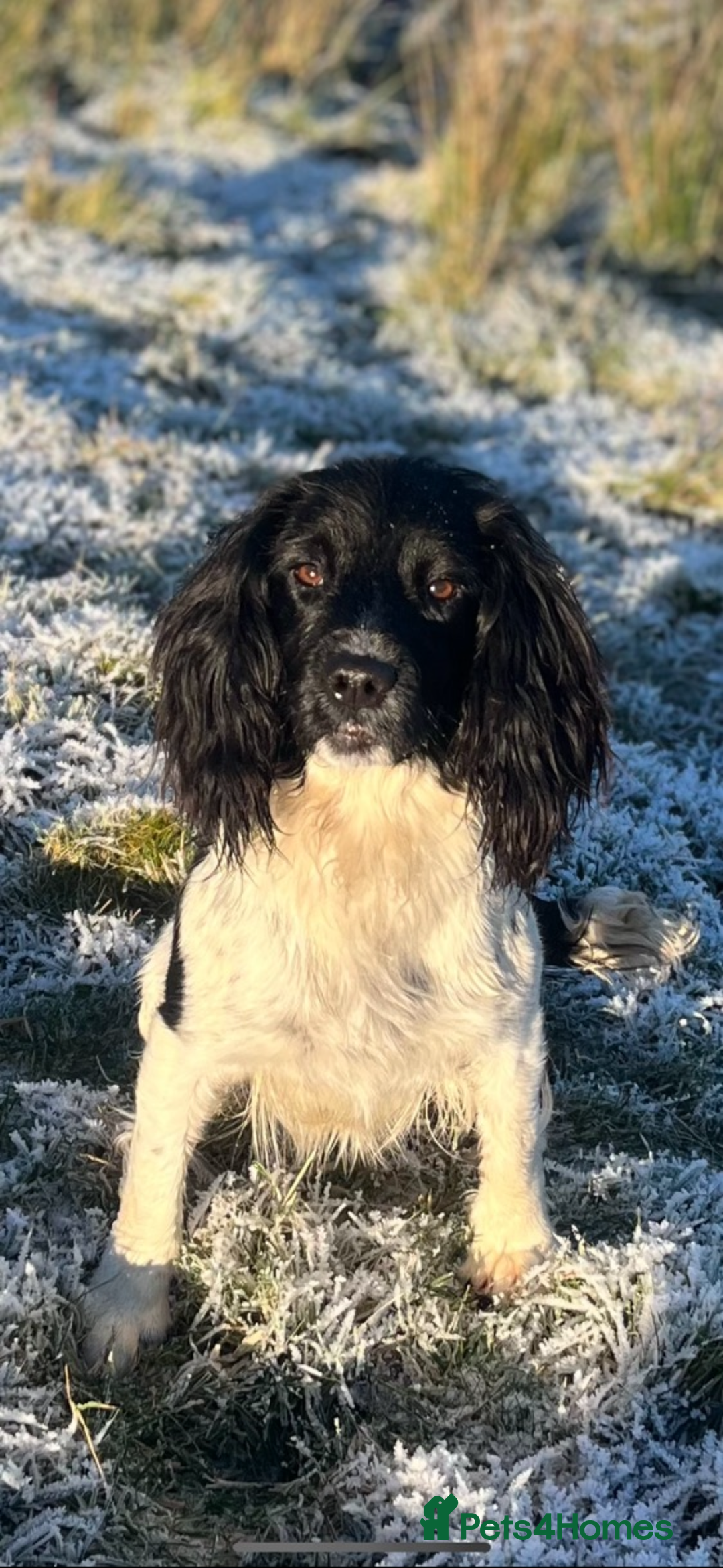 English Springer Spaniel dogs for sale: Part trained bitch - Image 1