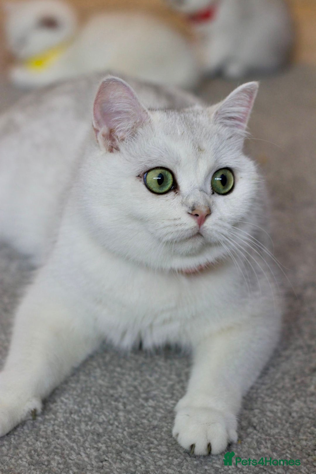British Shorthair cats for sale: White British Shorthair Kittens – Rare Green Eyes - Advert 2