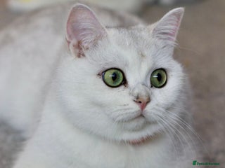 British Shorthair cats White British Shorthair Kittens – Rare Green Eyes - Advert 1