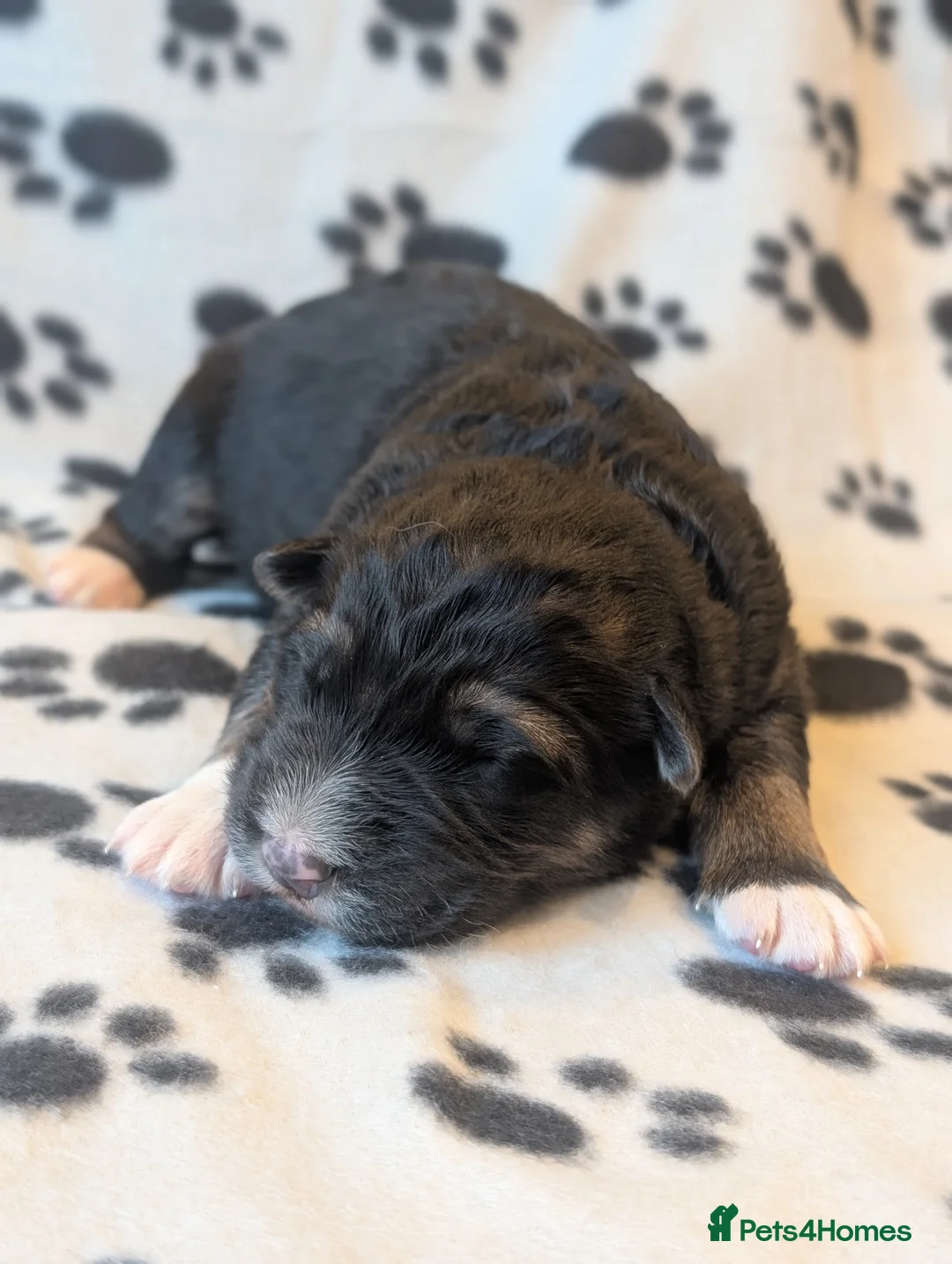 German Shepherd dogs for sale: KC Registered German Shepherd Puppies 🐾  - Advert 2