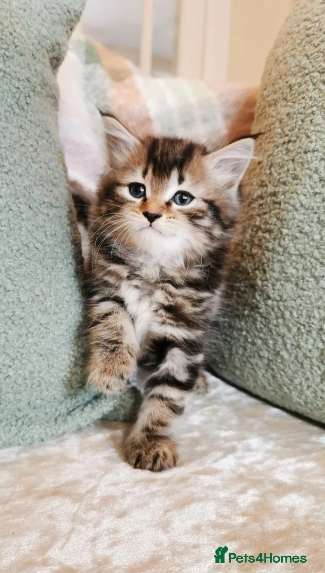 Maine Coon cats for sale: 🐾 Beautiful Maine Coon Kittens 🐾 - Advert 2