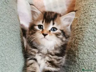 Maine Coon cats 🐾 Beautiful Maine Coon Kittens 🐾 - Advert 5