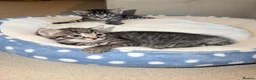 Mixed Breed cats for sale: 2 beautiful male kittens  in Plymouth - Advert 4