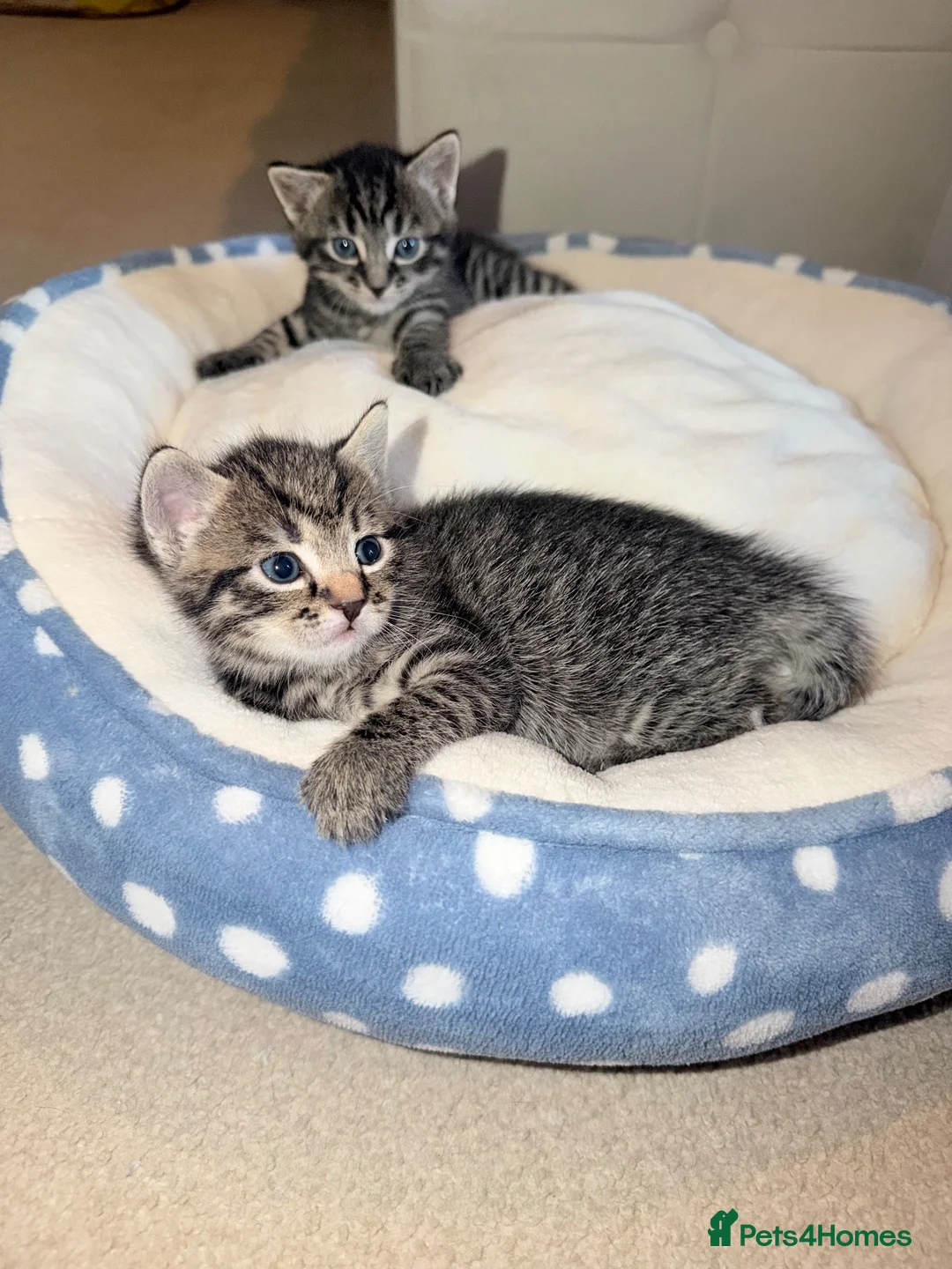 Mixed Breed cats for sale: 2 beautiful male kittens  in Plymouth - Advert 4