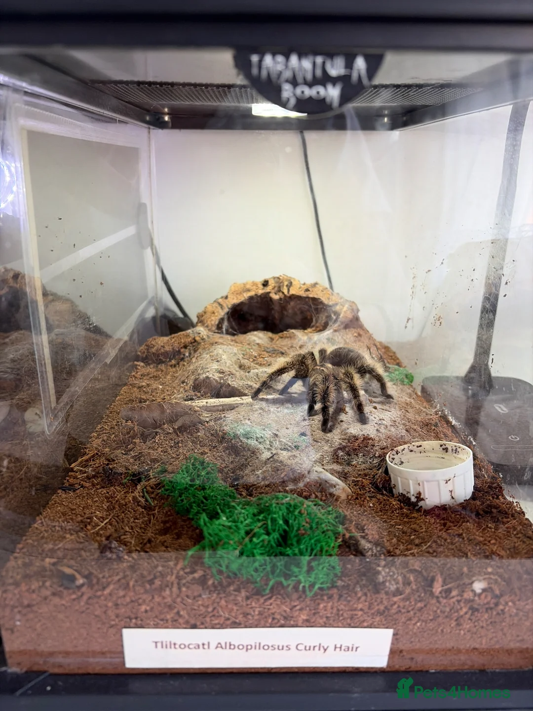 Mixed Breed reptiles for sale: Curly Hair Tarantula  in Weston-super-Mare - Advert 1
