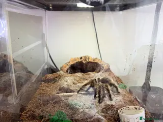 Mixed Breed reptiles Curly Hair Tarantula - Advert 3