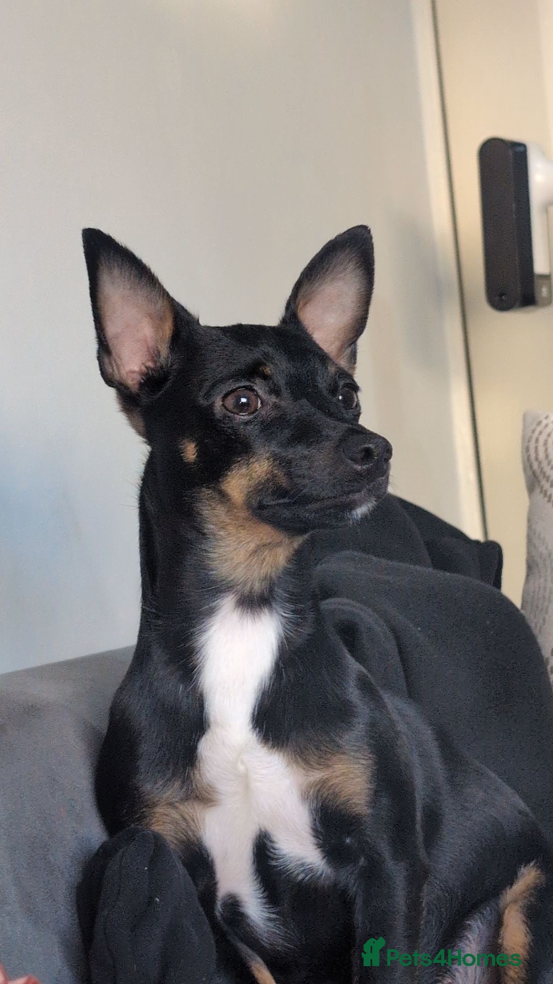 Jack Russell dogs Beautiful Girl for rehome❤️ - Advert 8