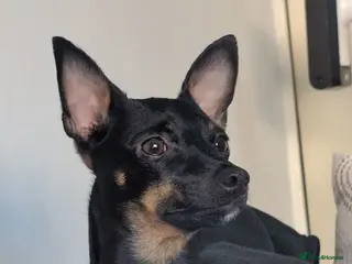 Jack Russell dogs Beautiful Girl for rehome❤️ - Advert 8