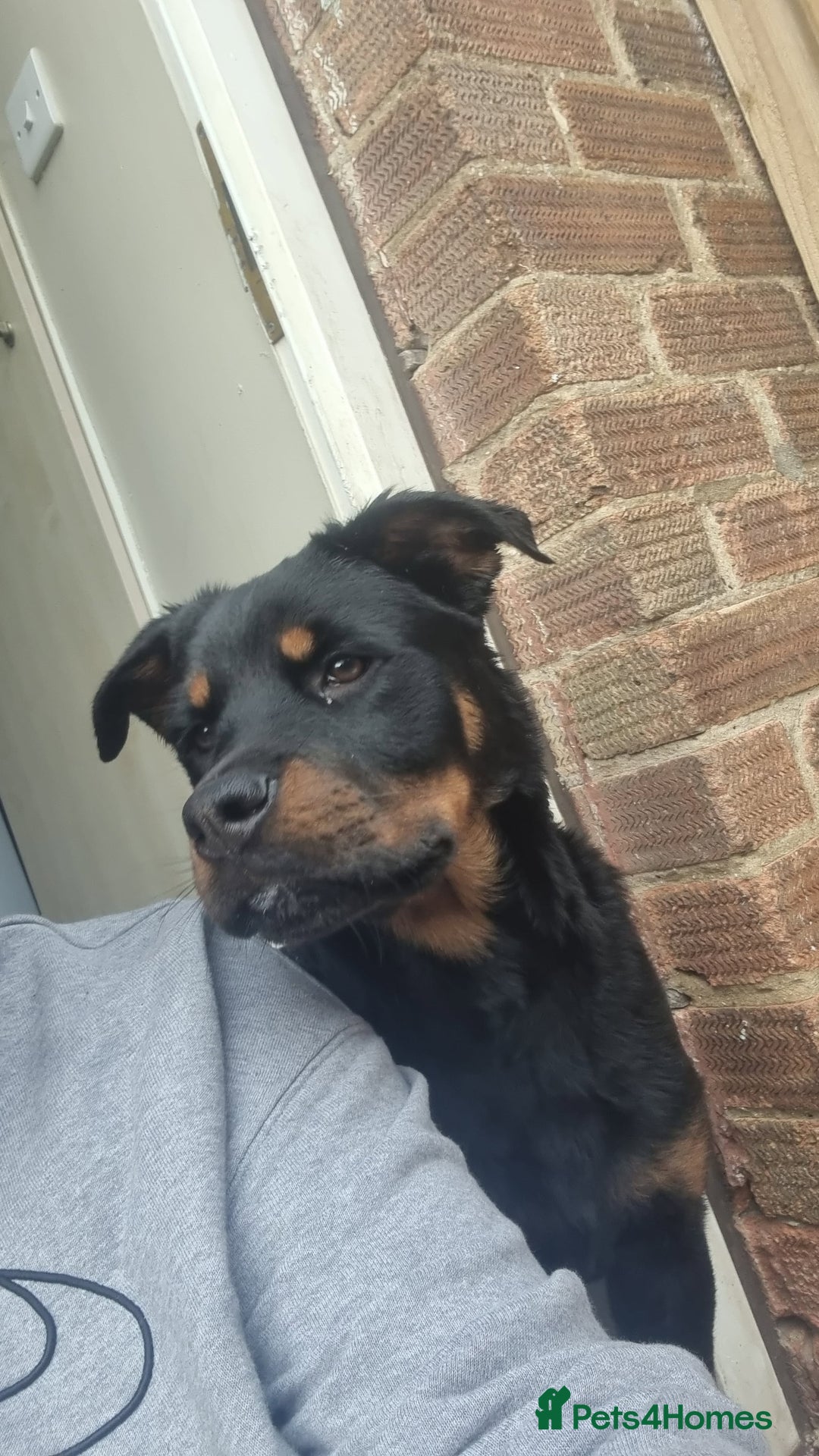 Rottweiler dogs for sale: 6 month old reluctant sale - Advert 2