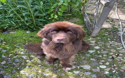 Newfoundland dogs for sale: ✨ Stunning Chocolate Newfoundland Puppies ✨ - Image 12