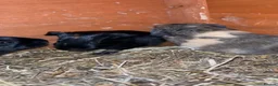Guinea Pig rodents for sale: Baby guinea pigs for sale  - Advert 3