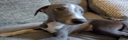 Whippet dogs for sale: Beautiful friendly blue and white male - Advert 9