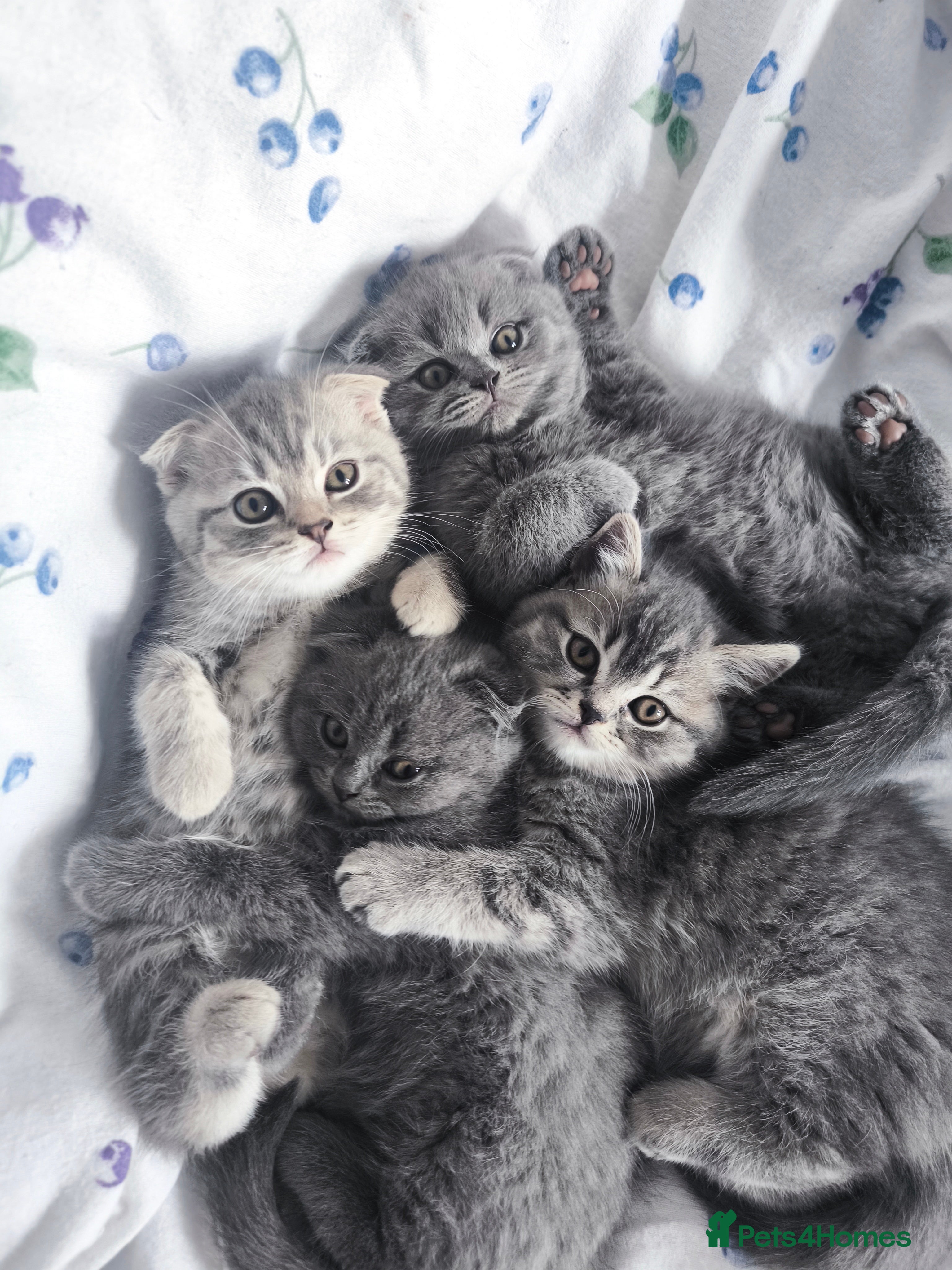 Scottish Fold cats Top-Quality Scottish Fold Kittens  - Advert 14