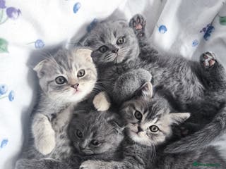 Scottish Fold cats Top-Quality Scottish Fold Kittens - Advert 14