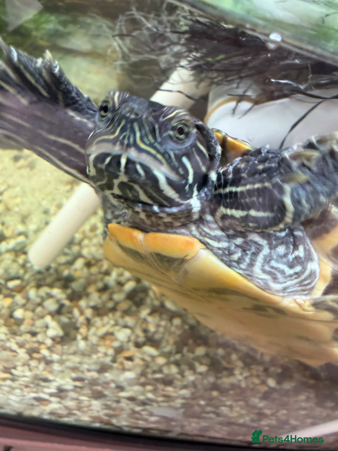 Turtle reptiles for sale: 2 turtles - Advert 1