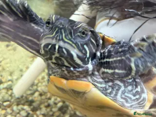 Turtle reptiles 2 turtles - Advert 18