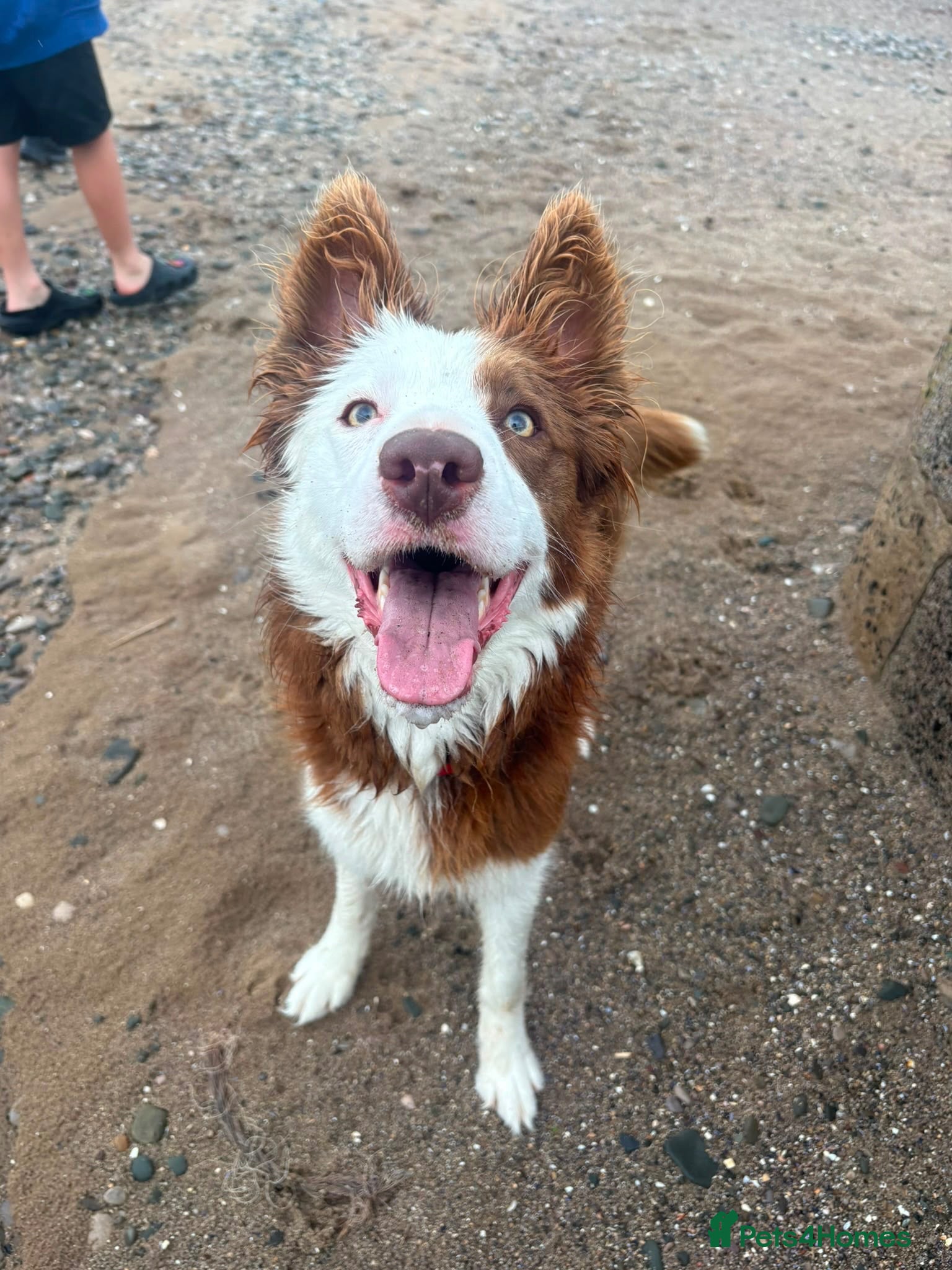 Border Collie dogs Maggie - Advert 1