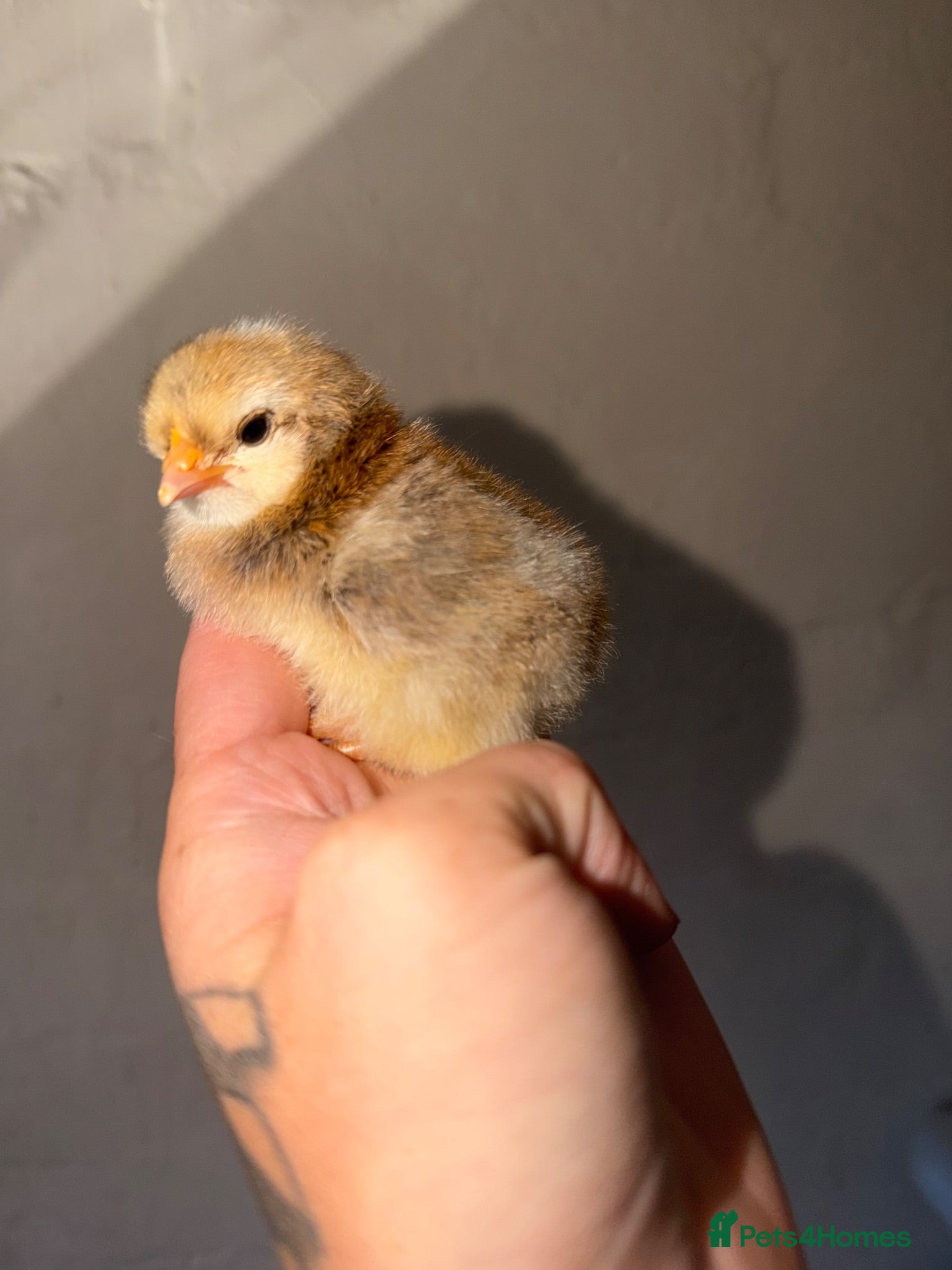 Ducks poultry Farmyard mix chicks  - Advert 1