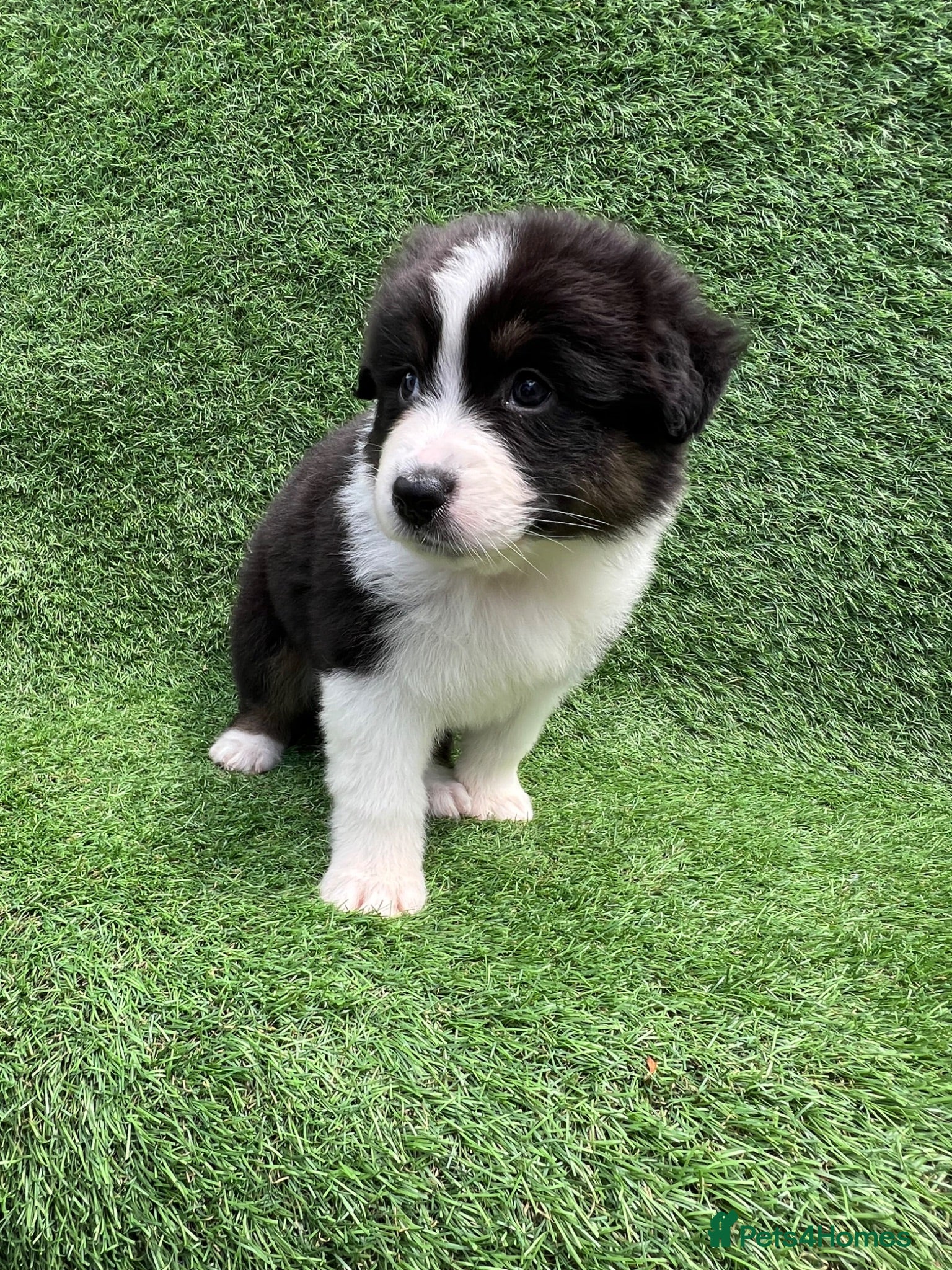 Australian Shepherd dogs Australian Shepherd Puppies  - Advert 2