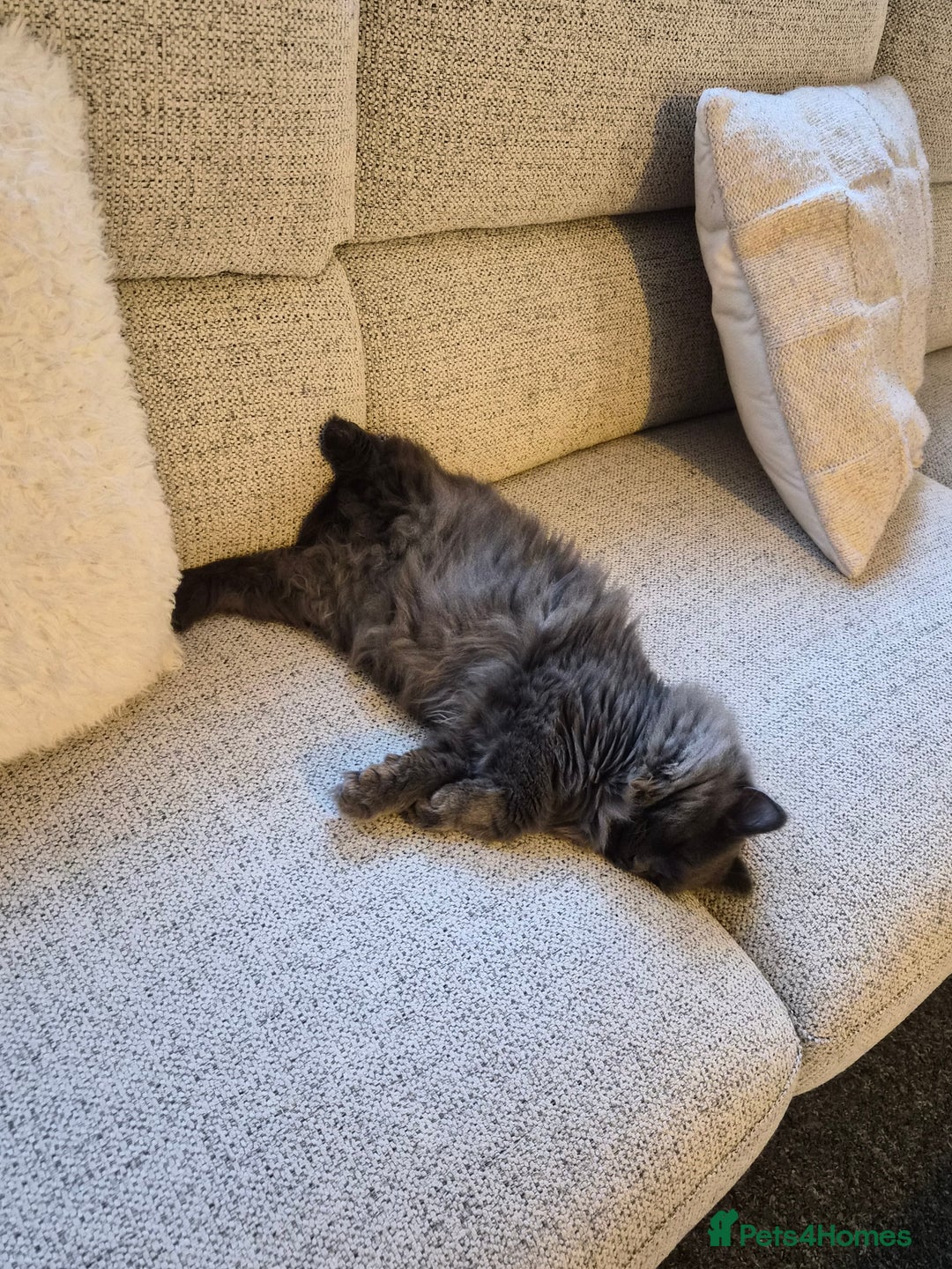 Siberian cats for sale: Gorgeous siberian kitten - Advert 2