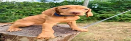 Hungarian Vizsla dogs for sale: KC Reg Hungarian Vizsla pups Hip/Elbow DNA Tested - Advert 3