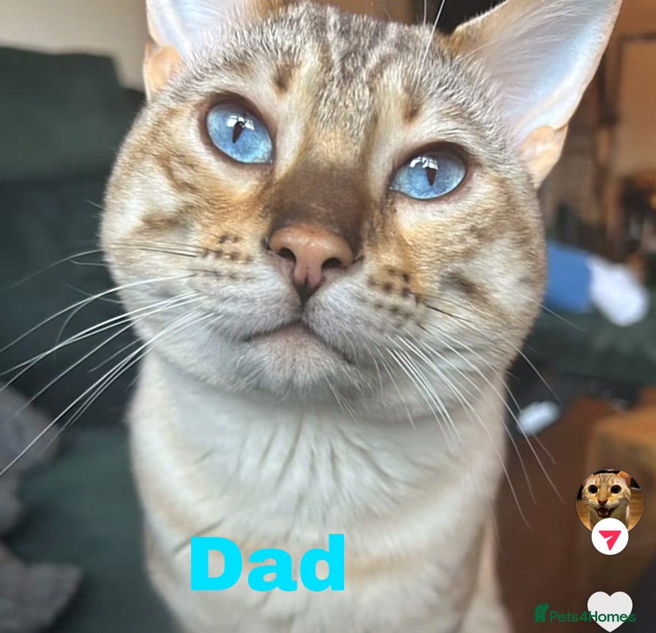 Bengal cats for sale: Snow bengal pure breed kittens  - Advert 4