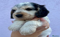 Cocker Spaniel dogs for sale: 4 Beautiful Puppies. KC Sable Show Cocker Puppies  - Image 12