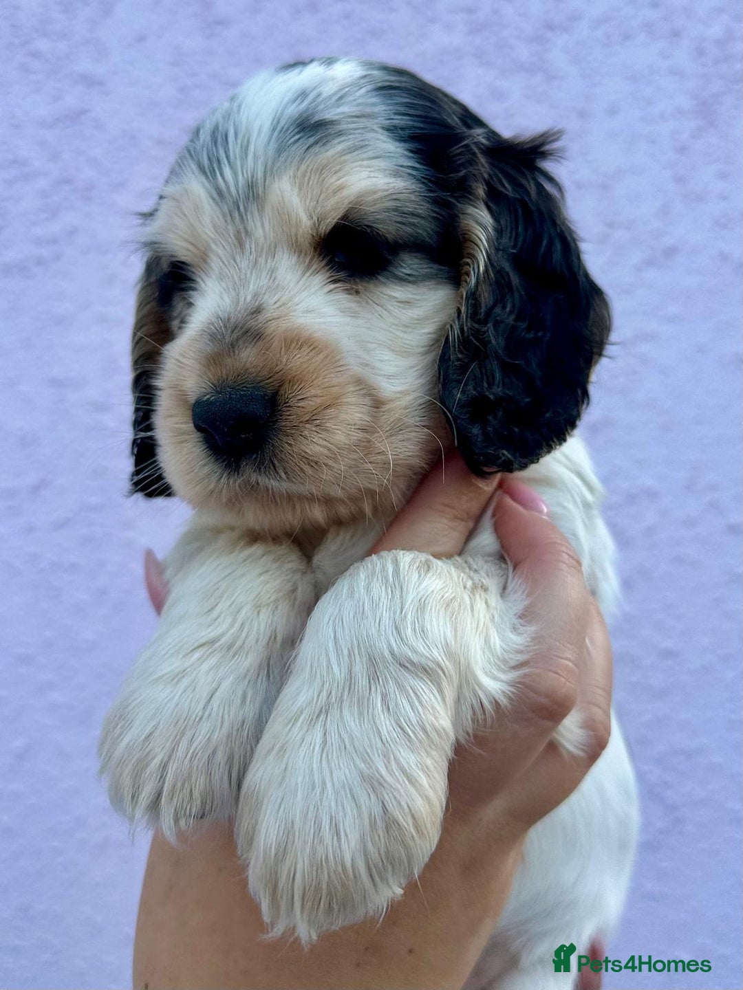 Cocker Spaniel dogs for sale: 4 Beautiful Puppies. KC Sable Show Cocker Puppies  - Image 12