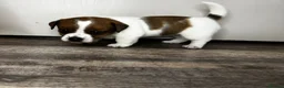 Jack Russell dogs for sale: ✨ Gorgeous Jack Russell pup female ✨ - Advert 5