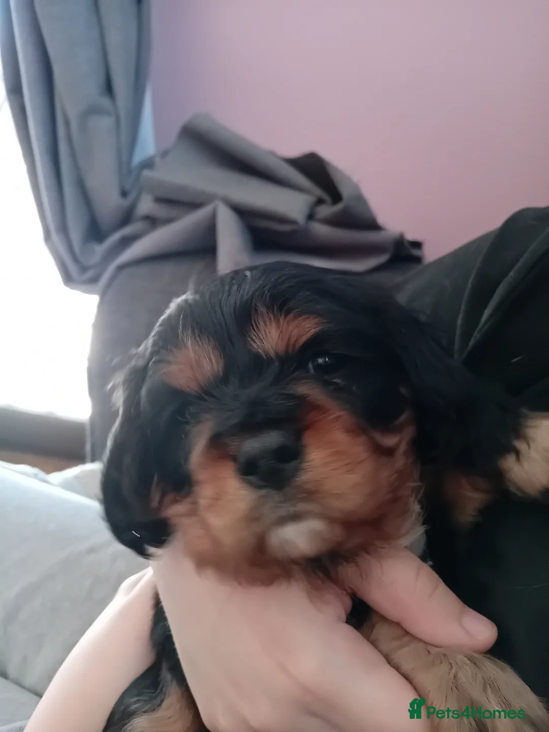 Cavalier King Charles Spaniel dogs for sale: Male cavalier king charles spaniel  - Advert 5