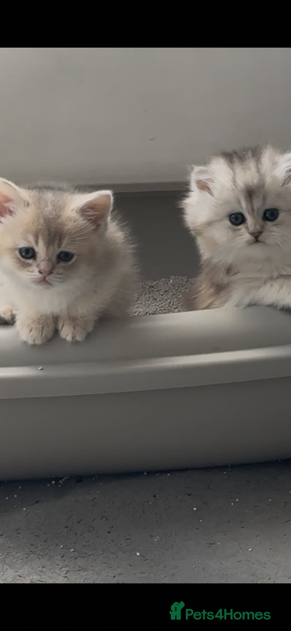 Scottish Fold cats for sale: Scottish pedigree golden kittens - Advert 27